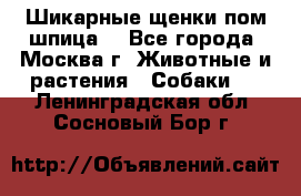 Шикарные щенки пом шпица  - Все города, Москва г. Животные и растения » Собаки   . Ленинградская обл.,Сосновый Бор г.